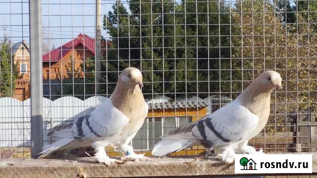 Голуби,турецкая такла Канск - изображение 1