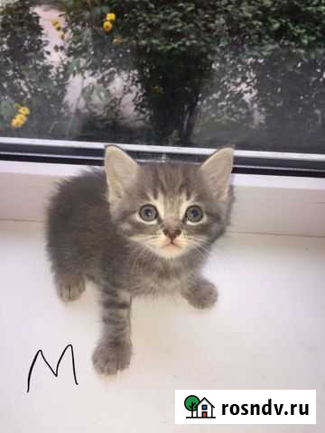 Отдам котят в добрые руки, британские котята Михайловка - изображение 1