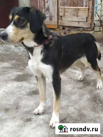 Собака в добрые руки Ульяновск - изображение 1