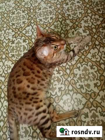 Бенгальский кот Белгород - изображение 1