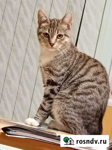 Котёнок мальчик 6 месяцев кастрирован Смоленск - изображение 1