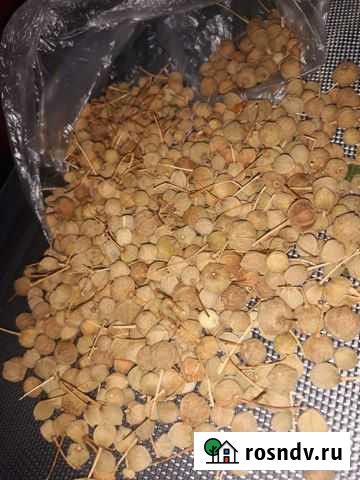 Семена липы Россошь - изображение 1