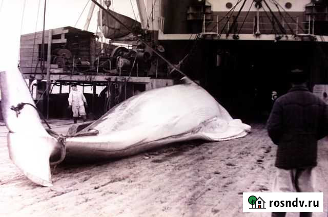 Негативы китобои 50-60 годов Севастополь - изображение 1