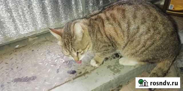 Потерялся кот Васька на вые Нижний Тагил - изображение 1