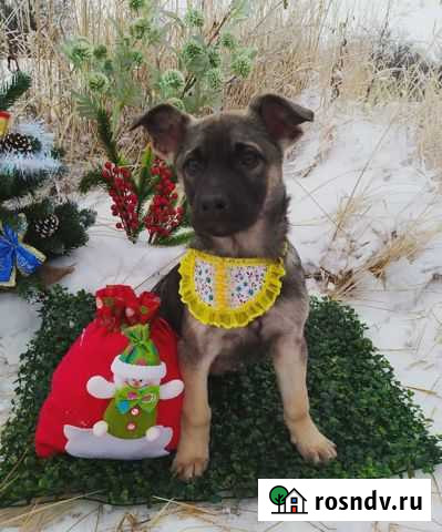 Щенки Малмыж - изображение 1