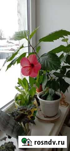 Гибискус Калуга - изображение 1