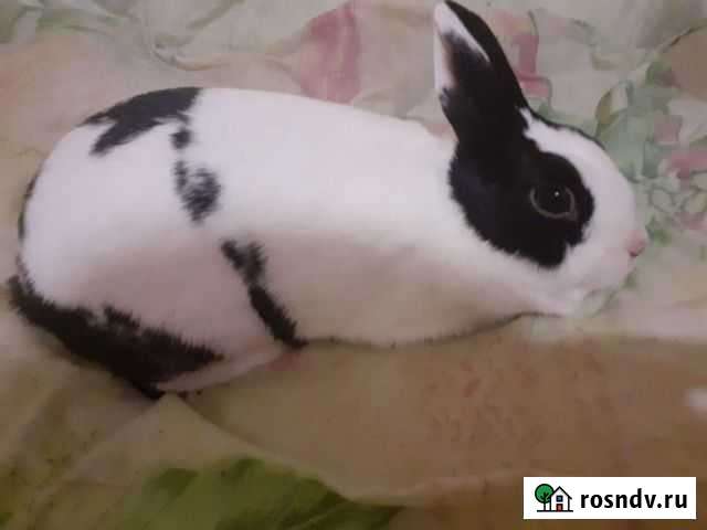 Декоративный кролик,белая с чёрным девочка,голубог Тверь - изображение 1