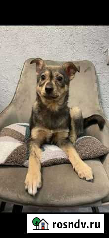 Щенки бесплатно Жердевка - изображение 1