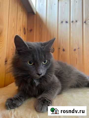 Кошечка в добрые руки Владимир - изображение 1