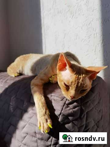 Ищем жениха на вязку, для кошечки девон рекс Евпатория - изображение 1