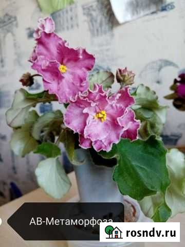 Фиалка Сковородино - изображение 1