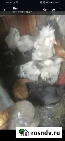 Куры молодки брама Кемерово - изображение 1