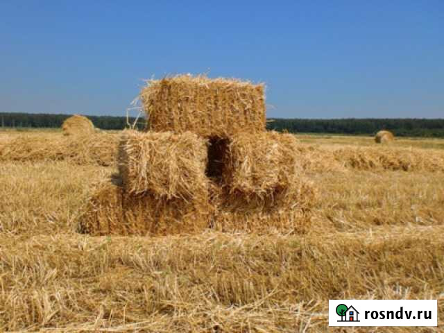 Сено Солома 180-240, доставка большие прямоугольны Тбилисская - изображение 1
