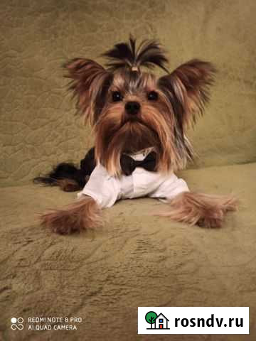 Йоркширский терьер вязка Пермь - изображение 1