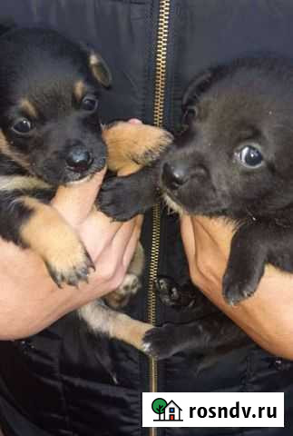 Щенки бесплатно Армавир - изображение 1
