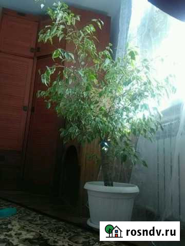 Фикус Бенджамина Таганрог - изображение 1