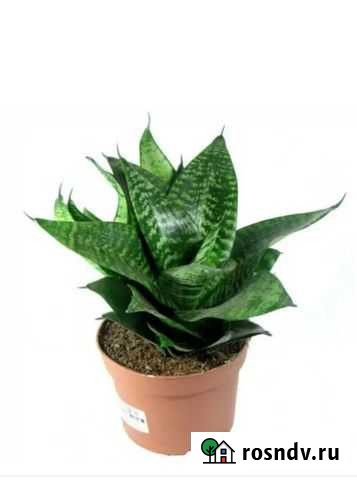 Сансивиерия Барнаул - изображение 1