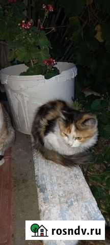 Две трехцветные девочки в добрые руки Соль-Илецк - изображение 1