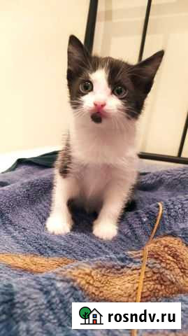 Котёнок-девочка 1,5 месяца Красноярск - изображение 1
