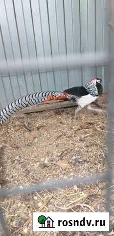 Фазаны Сенной - изображение 1