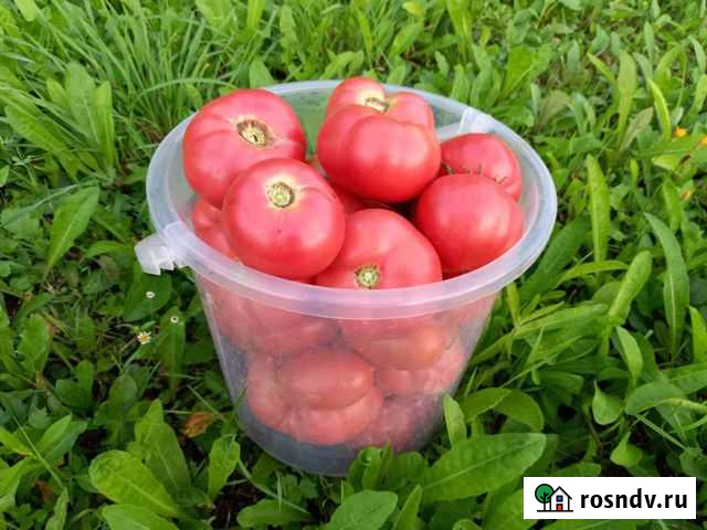 Семена томатов Калуга - изображение 1