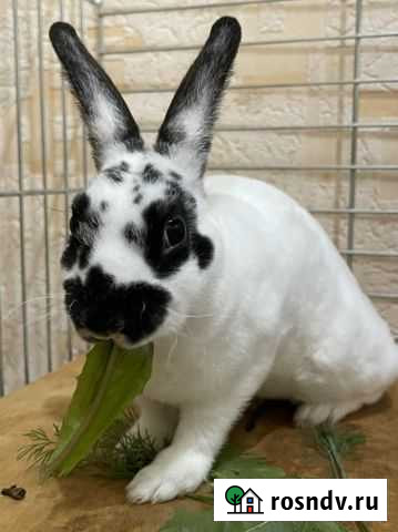 Кролик Тверь - изображение 1