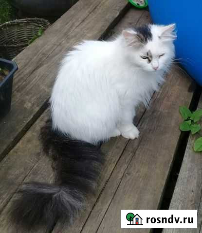 Кошка Павлинка Владимир - изображение 1