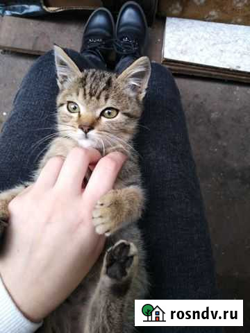 Кошечка идет дом Курск - изображение 1