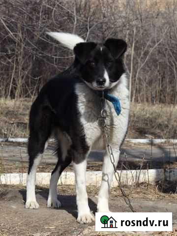 Собака в добрые руки Тольятти - изображение 1