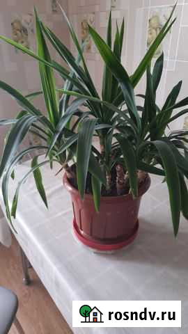 Юкка Михайловка - изображение 1