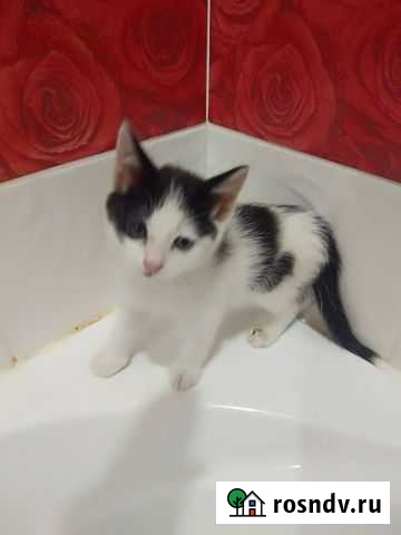 Котята в добрые руки Тольятти - изображение 1