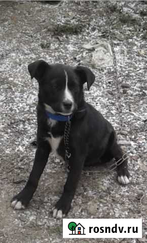 Собака в добрые руки Анапа - изображение 1
