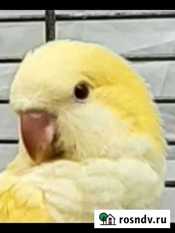 Попугай монах квакер. Птенцы редкого окраса Балашиха - изображение 1