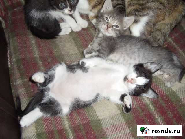 Котики Гостагаевская - изображение 1