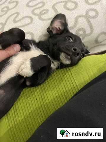 Щенок в добрые руки Супсех - изображение 1