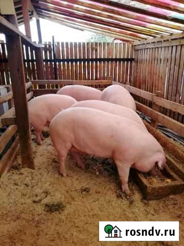 Поросята Нижний Тагил - изображение 1