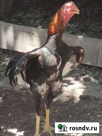 Хинт Корея турок Корея-Шамо Хасавюрт - изображение 1