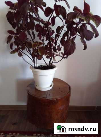 Кофейные и журнальные столики Сызрань - изображение 1