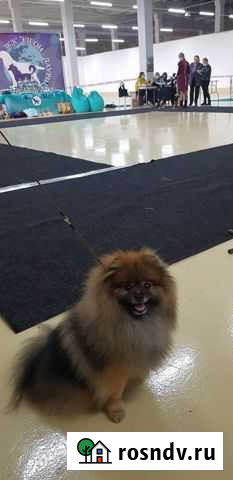 Шпиц для вязки Чита - изображение 1