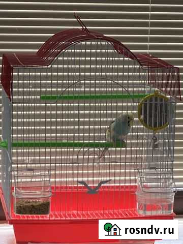 Клетка для волнистого попугая Москва - изображение 1