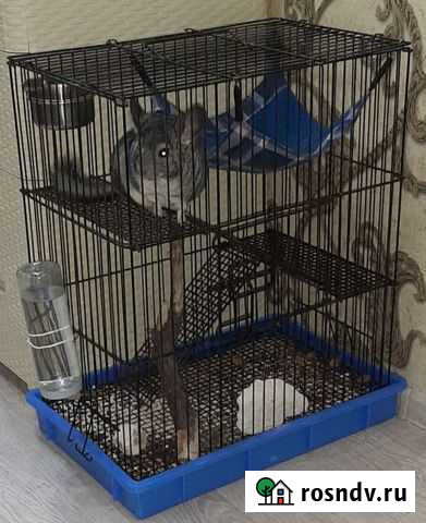 Шиншилла Анапа - изображение 1