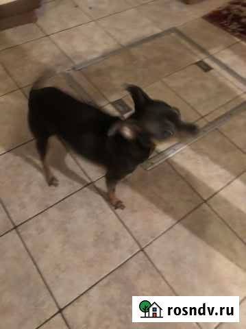 Той-терьер Подольск - изображение 1