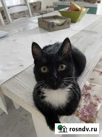 5-месячная кошечка-найденыш ищет дом и заботу Калининград - изображение 1