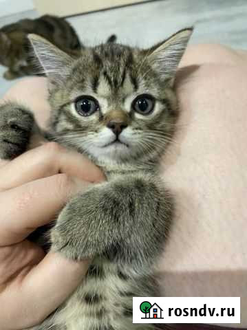 Котенок Анжеро-Судженск - изображение 1