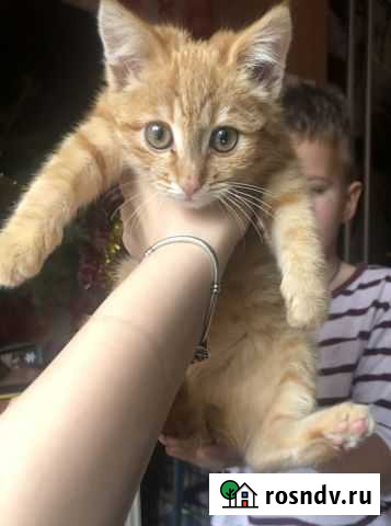 Котёнок в добрые руки Севастополь - изображение 1
