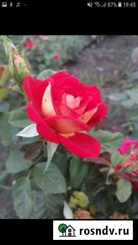 Роза Глебовка - изображение 1