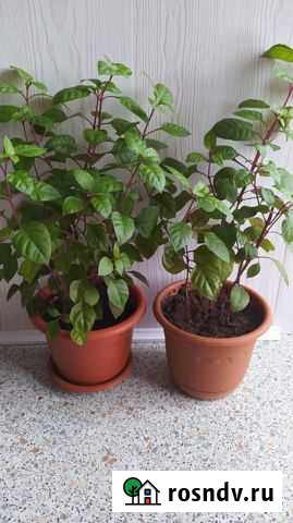 Фуксия Кирово-Чепецк - изображение 1