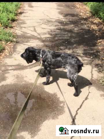 Русский спаниель для вязки Иркутск - изображение 1