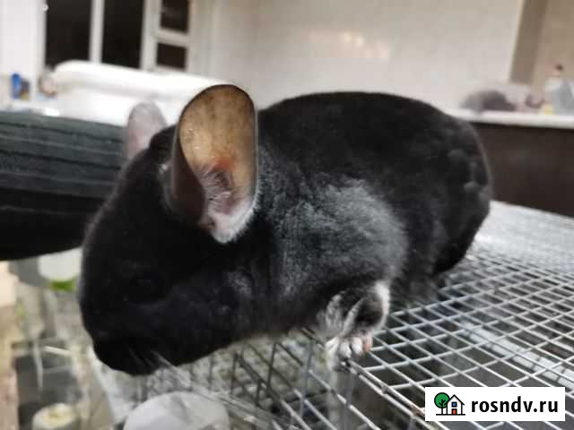 Шиншилла Ростов-на-Дону - изображение 1