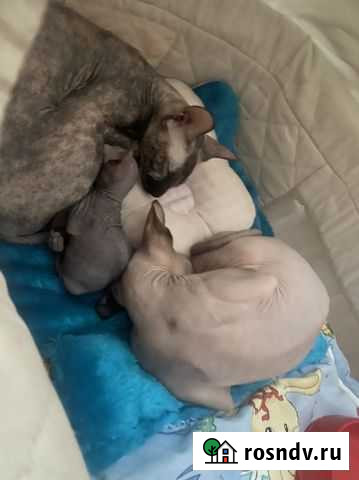 Лысая девочка Балашиха - изображение 1